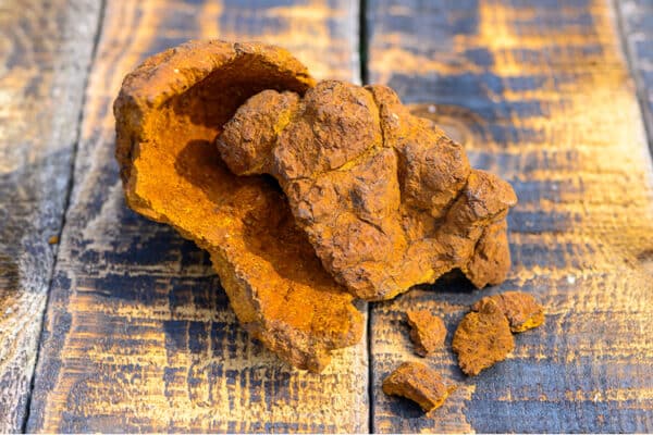 chaga-rohstoff-pilz-baum-600×400