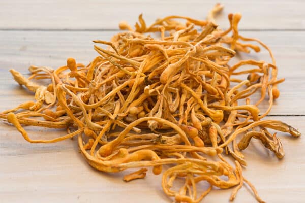 cordyceps-rohstoff-pilz-natur-600×400